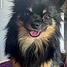 dog, small_dog, fluffy, black_and_tan, long_hair, pointy_ears, open_mouth, tongue_out, happy, cute, portrait, close_up, sitting, indoor, purple_blanket, pet, companion_animal, fur, camera_facing, adorable