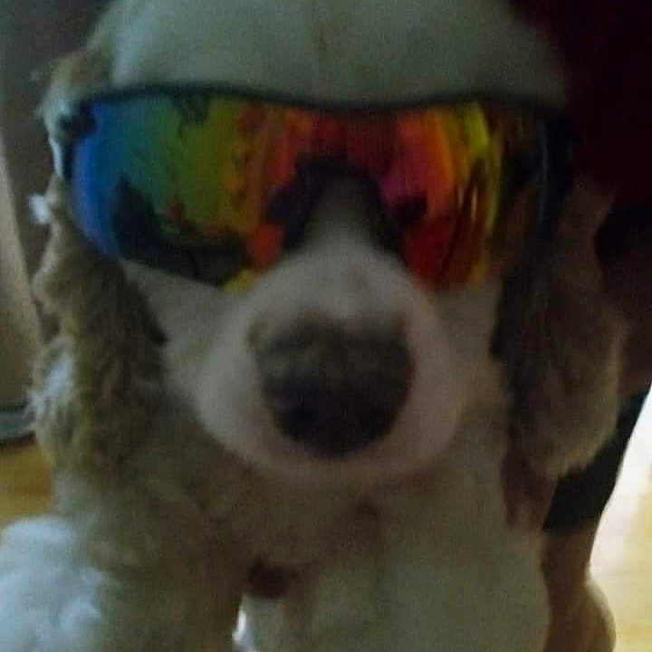 Waylon joined the competition — help win amazing prizes! accessories, animal, ball, canine, cockerspaniel, dog, face, glasses, head, hound, person, pet, photography, poodle, portrait, puppy, sport, sunglasses, tennis, tennisball