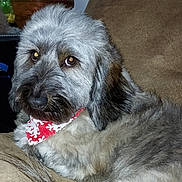 Jake is registered to the contest to win money with this photo: animal, bandana, basket, brown_couch, closeup, companion, couch, cute, dog, domestic, fluffy, friendly, fur, gray_dog, household, indoor, pet, portrait, red_bandana, relaxed