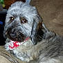 animal, bandana, basket, brown_couch, closeup, companion, couch, cute, dog, domestic, fluffy, friendly, fur, gray_dog, household, indoor, pet, portrait, red_bandana, relaxed