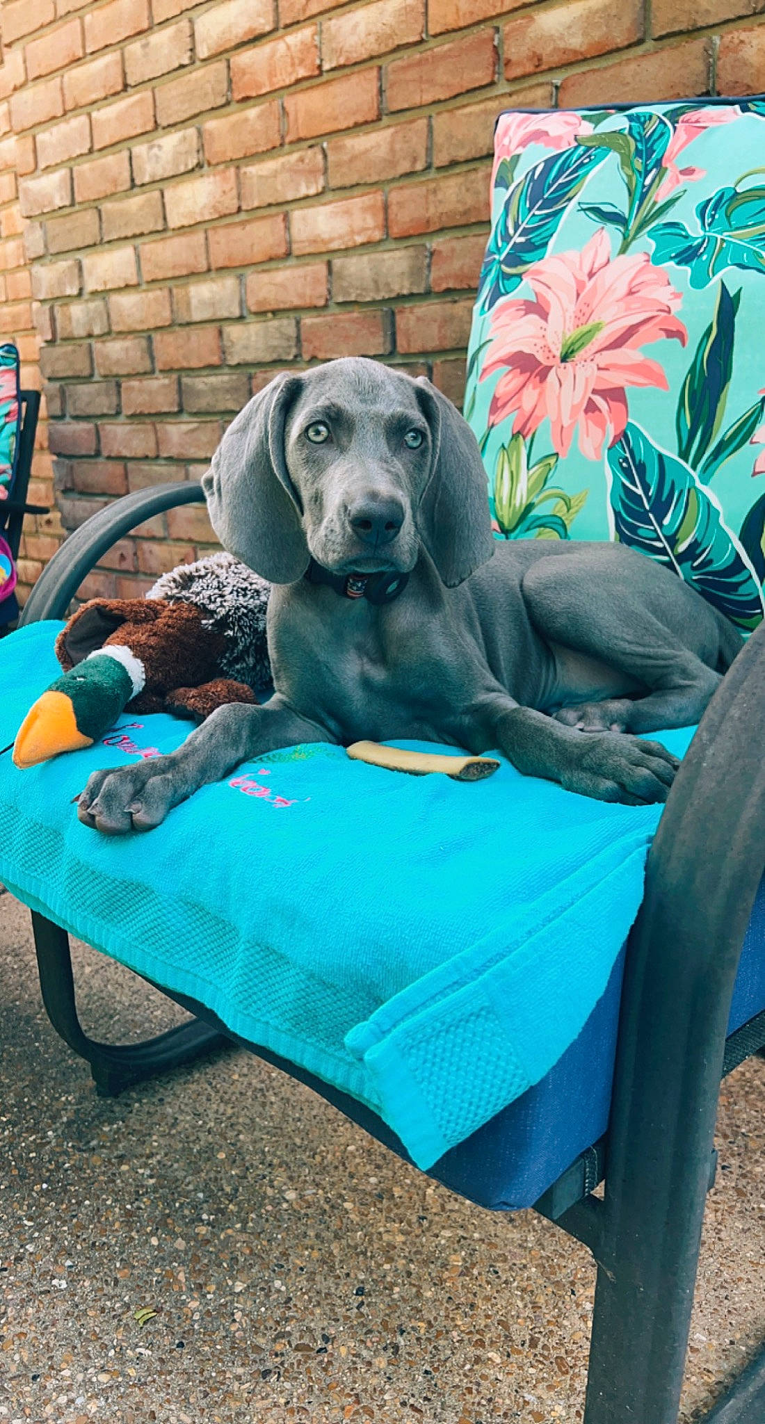 Chet is registered to the contest to win money with this photo: blue, carnivore, chair, comfort, companion_dog, dog, dog_breed, dog_supply, fawn, flower, grass, great_dane, gun_dog, leisure, outdoor_furniture, plant, sitting, sporting_group, table, working_animal