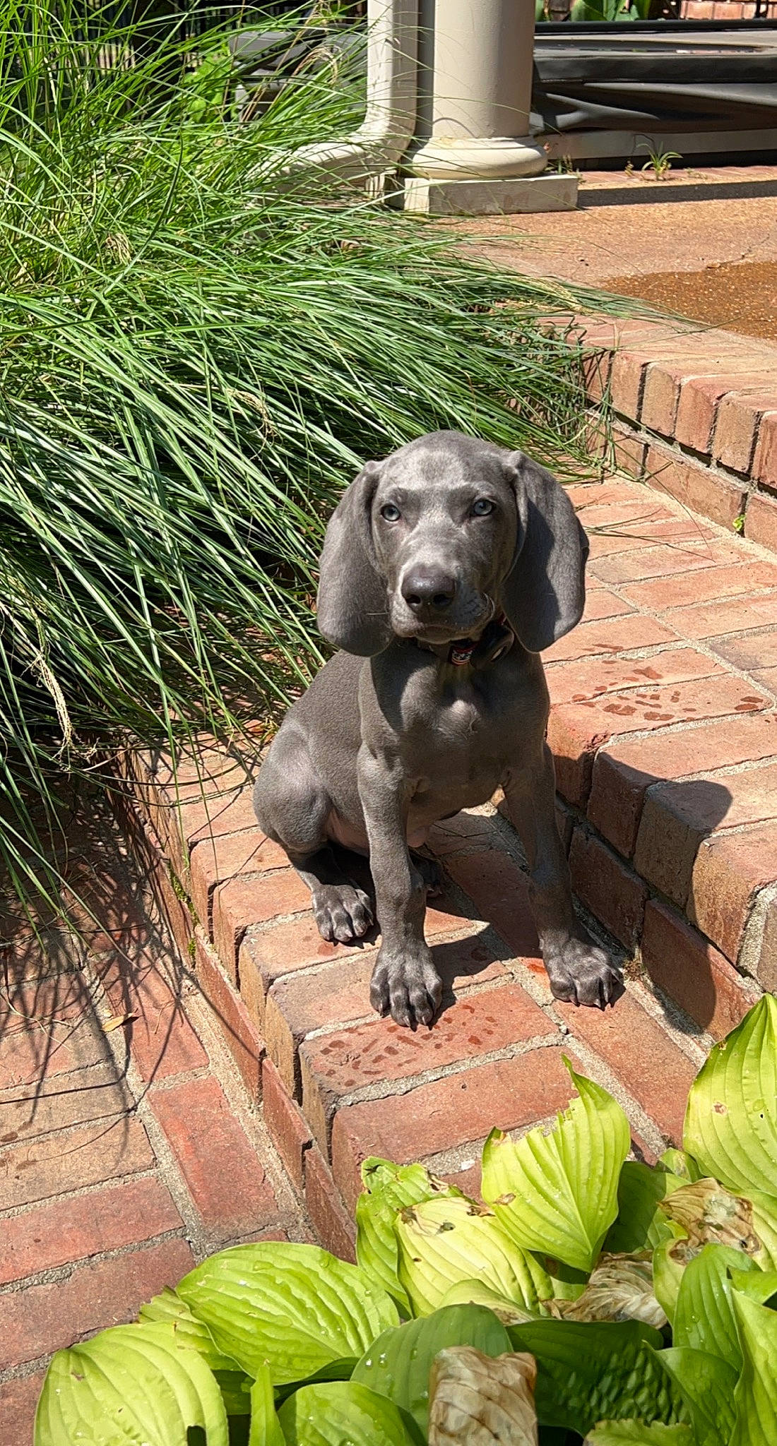 Chet is registered to the contest to win money with this photo: art, botany, carnivore, companion_dog, dog, dog_breed, fawn, grass, green, groundcover, gun_dog, leaf_vegetable, plant, sculpture, snout, statue, tail, terrestrial_animal, water, working_animal