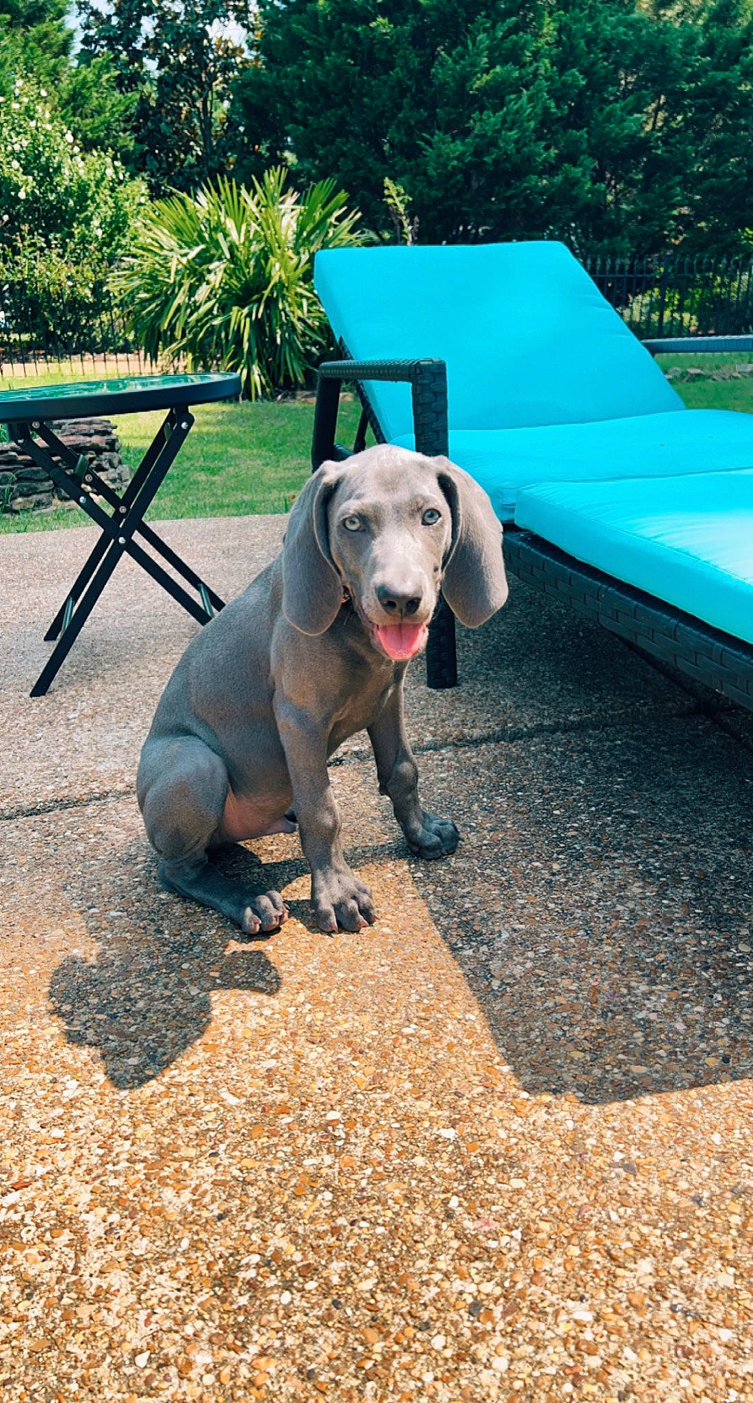 Chet is registered to the contest to win money with this photo: carnivore, collar, companion_dog, dog, dog_breed, dog_collar, dog_supply, fawn, grass, green, leash, outdoor_furniture, pet_supply, plant, recreation, shade, snout, tail, tree, working_animal