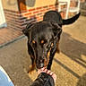 dog, black_dog, tan_markings, doberman, animal, pet, outdoor, patio, sunlight, long_shadows, hand, licking, human, jacket, brick_wall, chair, furniture, ground, portrait, close_up