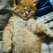 Ontario joined the competition — help win amazing prizes! adorable, animal, blanket, cat, comfort, cozy, cute, domestic_cat, fluffy, fur, indoor, kitten, nap, orange_cat, pet, relaxed, resting, sleeping, soft, young_cat
