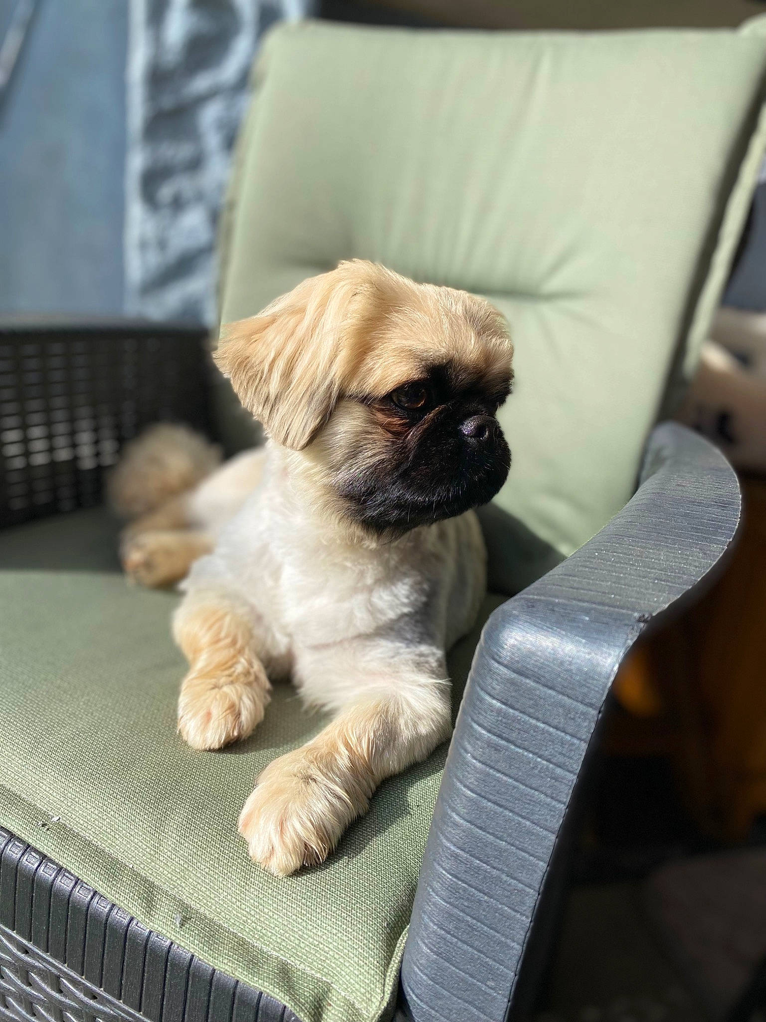 Peki a rejoint le concours — aidez-le/la à gagner de superbes lots ! canidae, carnivore, comfort, companion_dog, dog, dog_breed, dog_collar, dog_supply, fawn, fur, liver, mammal, non_sporting_group, pug, puppy, snout, sporting_group, toy_dog, working_animal, wrinkle