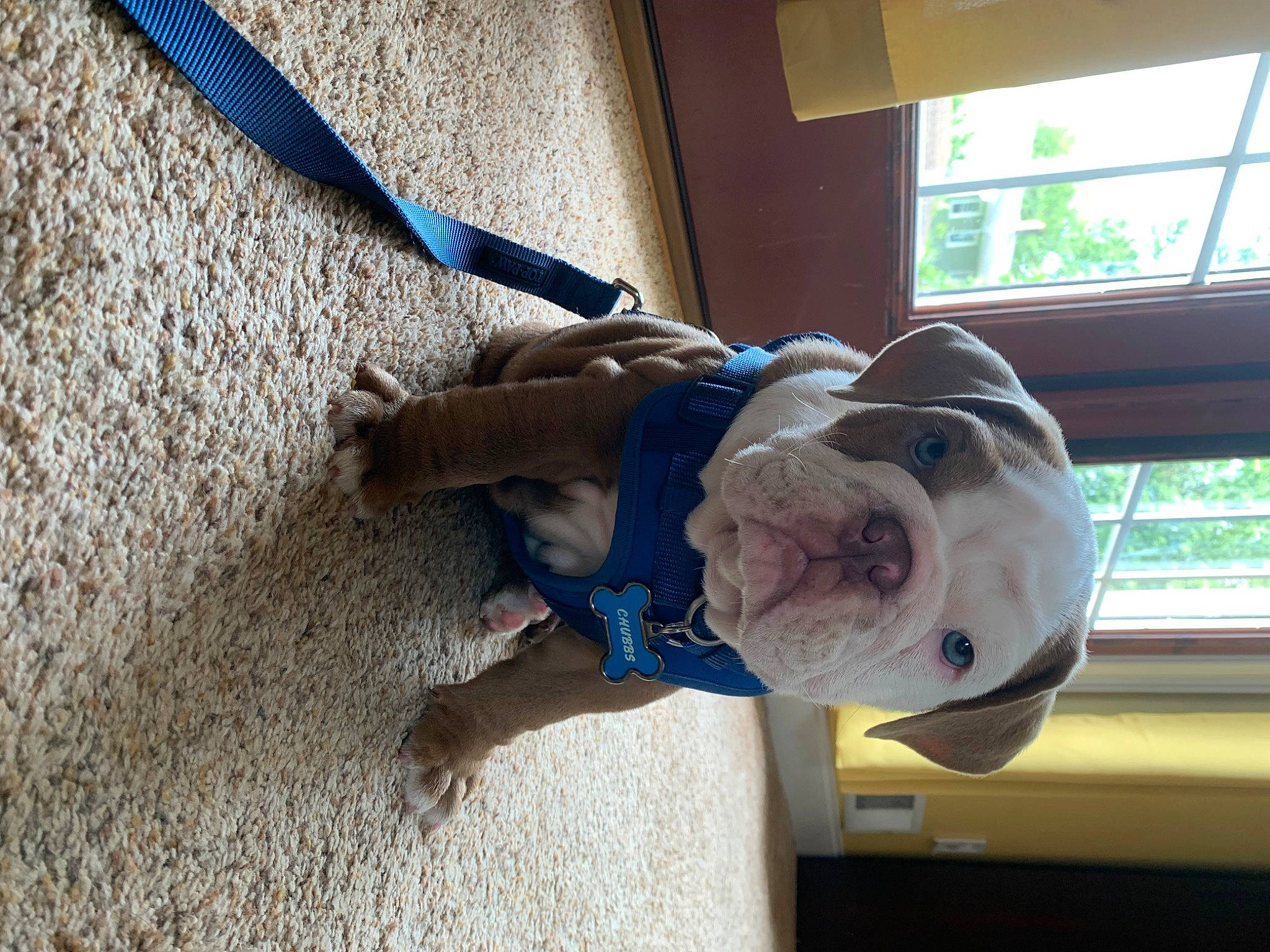 Chubbs joined the competition — help win amazing prizes! canidae, carnivore, collar, companion_dog, concrete, dog, dog_breed, dog_supply, electric_blue, fawn, flooring, leash, non_sporting_group, pet_supply, snout, sporting_group, tail, window, wood, working_animal