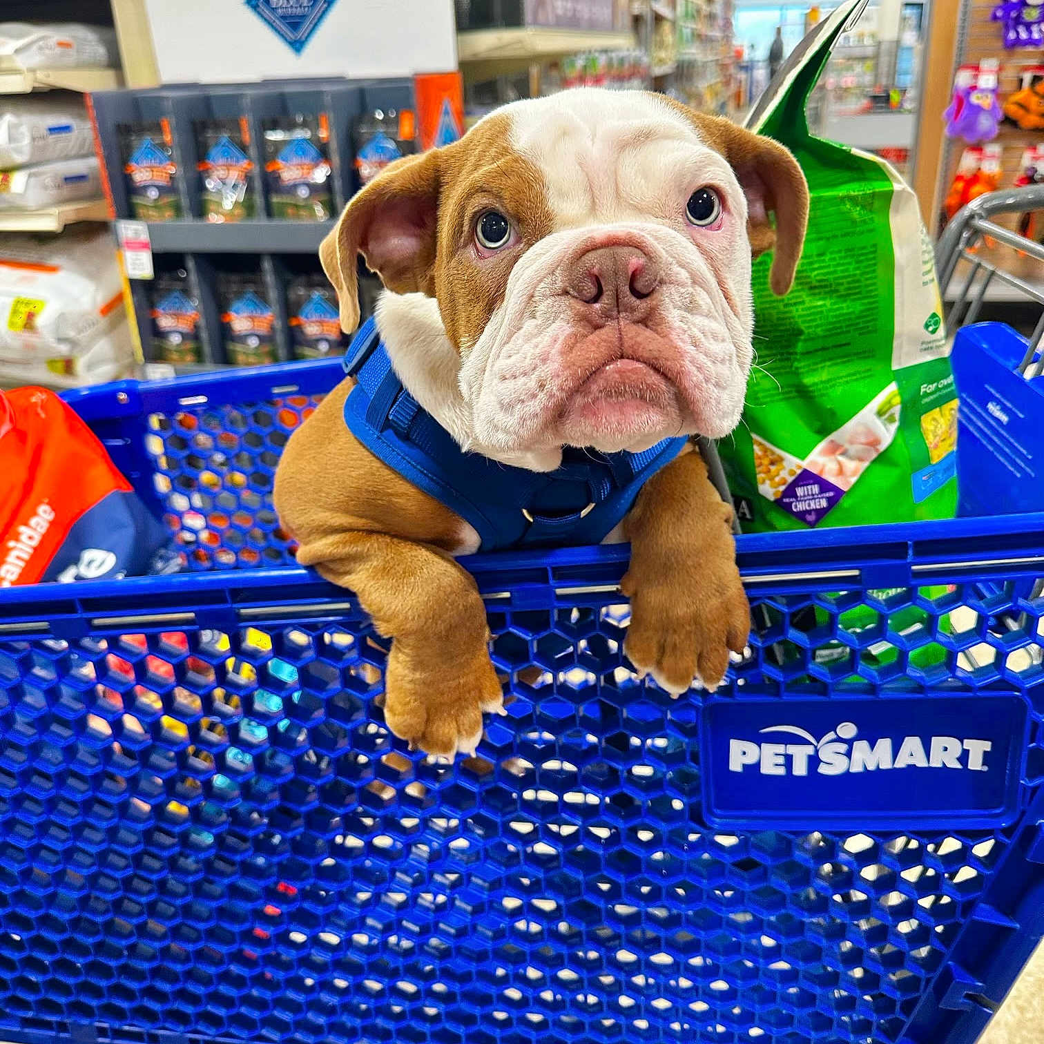 Chubbs joined the competition — help win amazing prizes! blue, bulldog, canidae, carnivore, collar, companion_dog, dog, dog_breed, dog_supply, electric_blue, fawn, flooring, fun, leisure, pet_supply, retail, snout, sporting_group, working_animal, wrinkle