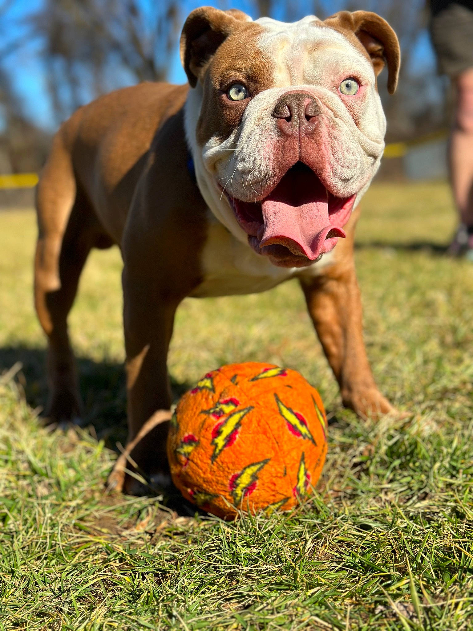 Chubbs is registered to the contest to win money with this photo: art, ball, bulldog, calabaza, canidae, carnivore, companion_dog, dog, dog_breed, fawn, grass, grassland, plant, pumpkin, sky, sporting_group, sports_equipment, sports_toy, terrestrial_animal, whiskers