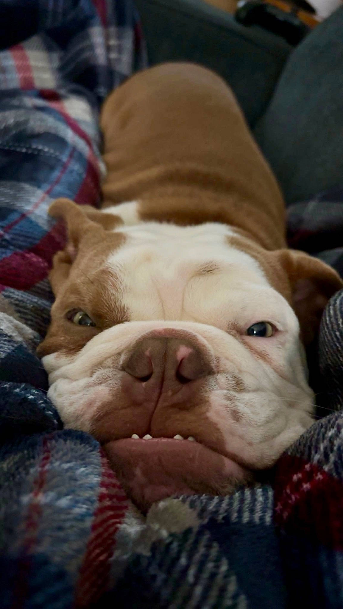 Chubbs is registered to the contest to win money with this photo: bulldog, canidae, carnivore, comfort, companion_dog, dog, dog_breed, fawn, fur, liver, non_sporting_group, old_english_bulldog, puppy, snout, sporting_group, tartan, terrestrial_animal, whiskers, working_animal, wrinkle