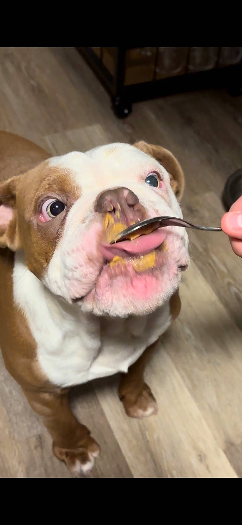 Chubbs joined the competition — help win amazing prizes! bulldog, canidae, carnivore, collar, companion_dog, dog, dog_breed, dog_collar, fawn, fur, leash, liver, molosser, snout, sporting_group, whiskers, white_english_bulldog, wood, working_animal, wrinkle