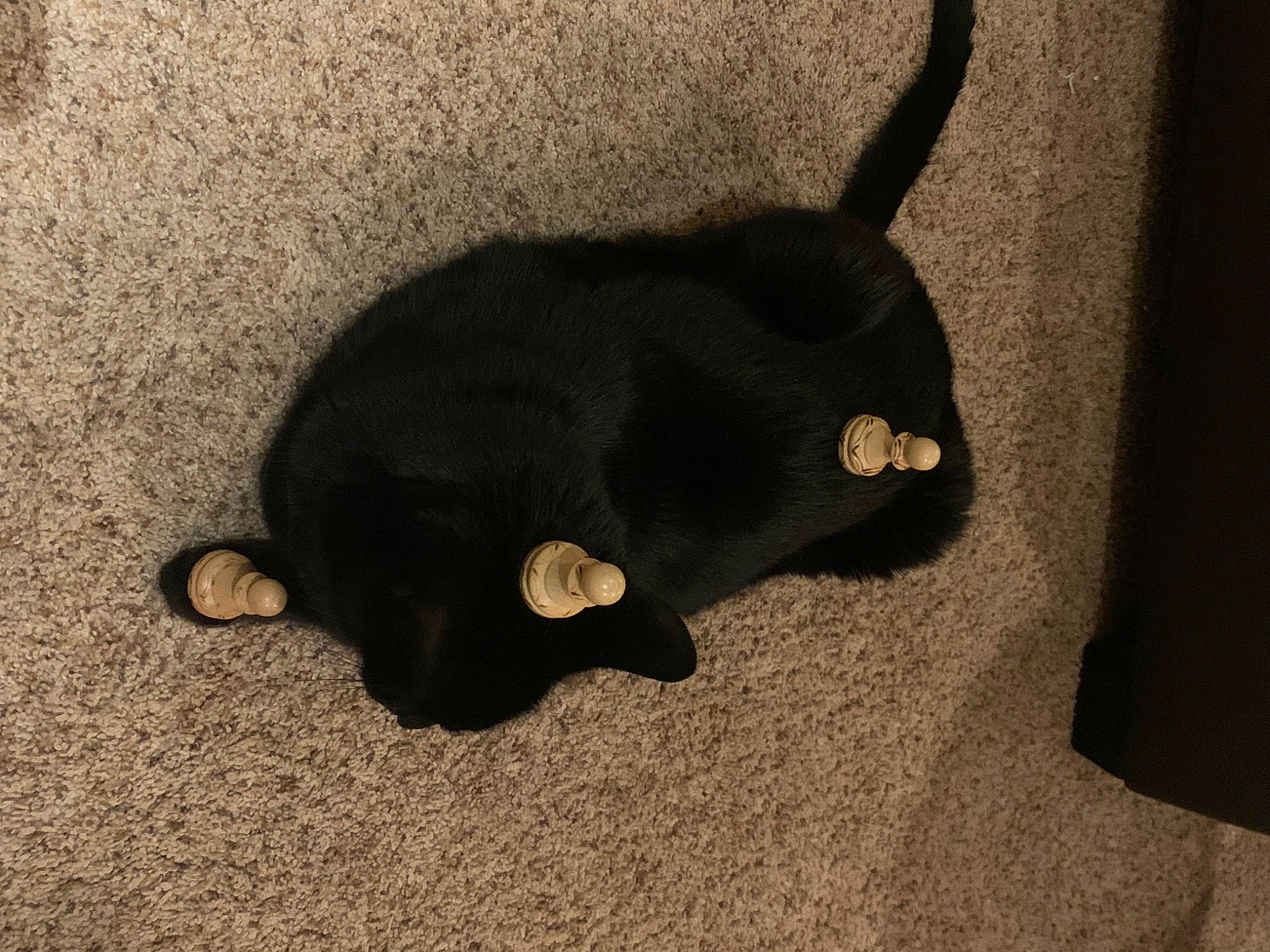 Ollie joined the competition — help win amazing prizes! asphalt, black_cat, canidae, carnivore, cat, claw, dog_breed, felidae, fur, paw, road_surface, shadow, small_to_medium_sized_cats, snout, sporting_group, tail, terrestrial_animal, tints_and_shades, whiskers, working_animal