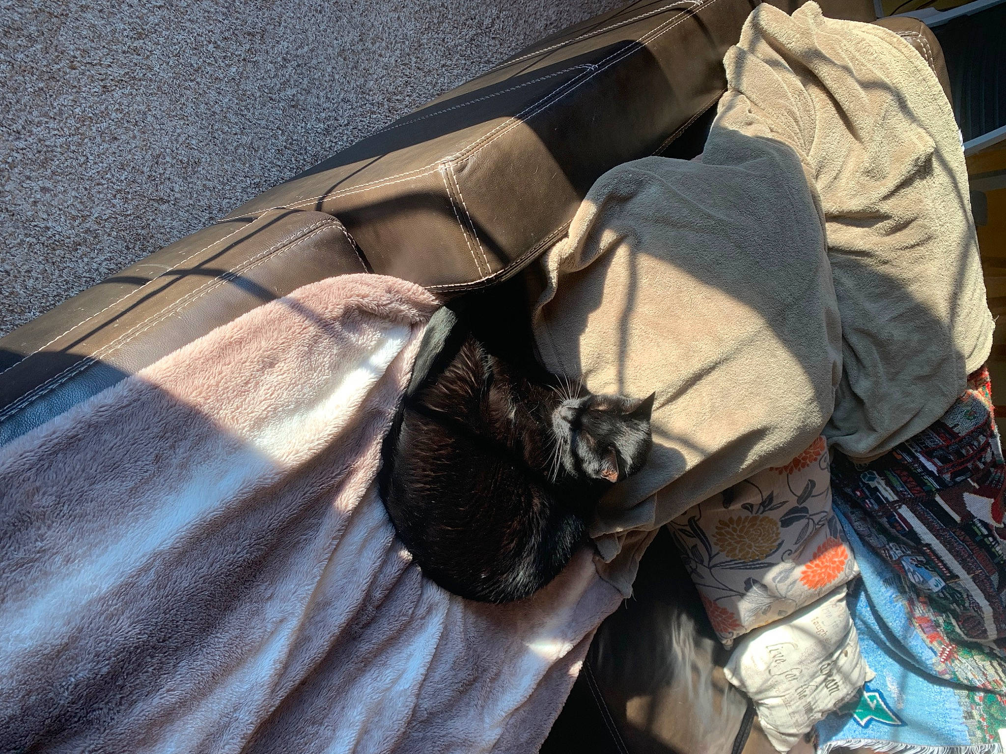 Ollie is registered to the contest to win money with this photo: auto_part, automotive_exterior, automotive_tire, bag, baggage, carnivore, cat, comfort, felidae, fur, linens, luggage_and_bags, motor_vehicle, personal_luxury_car, small_to_medium_sized_cats, textile, tints_and_shades, vehicle_door, whiskers, window