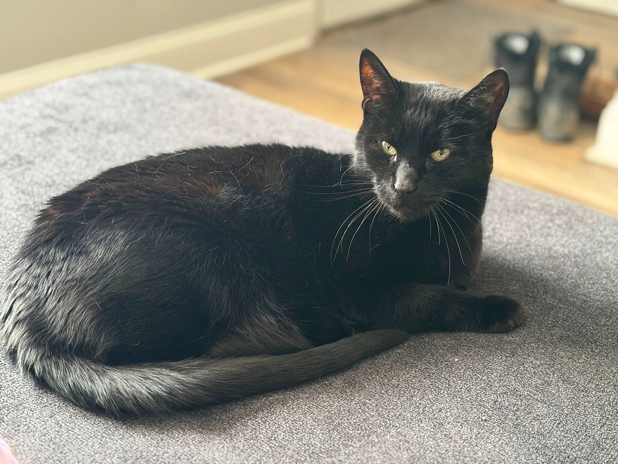 Ollie is registered to the contest to win money with this photo: black_cat, carnivore, cat, cat_supply, claw, comfort, domestic_short_haired_cat, felidae, fur, grey, monochrome_photography, paw, small_to_medium_sized_cats, tail, terrestrial_animal, whiskers