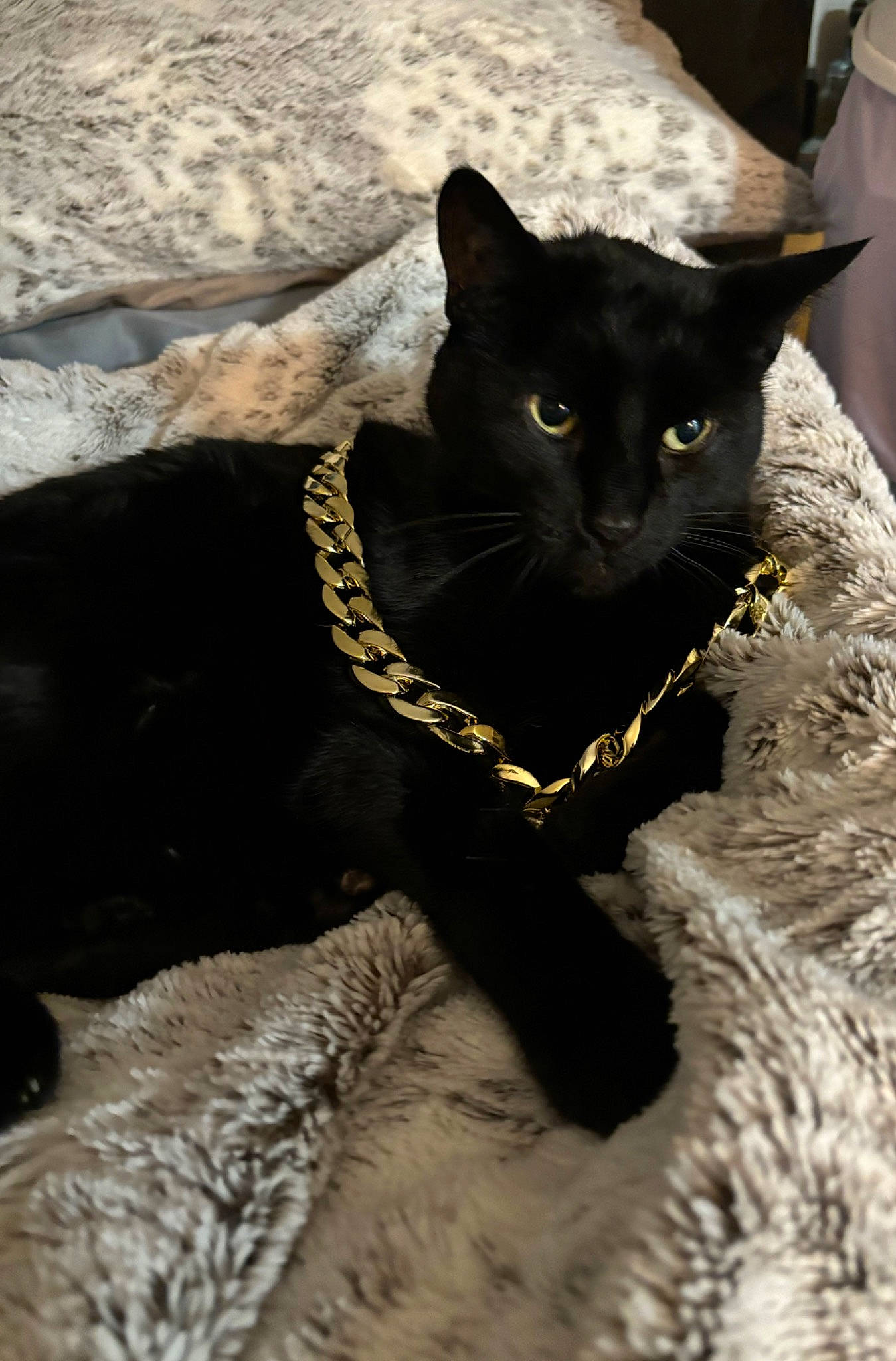 Ollie joined the competition — help win amazing prizes! black_cat, bombay, carnivore, cat, collar, domestic_short_haired_cat, felidae, fur, monochrome_photography, plant, small_to_medium_sized_cats, snout, tail, terrestrial_animal, whiskers, working_animal