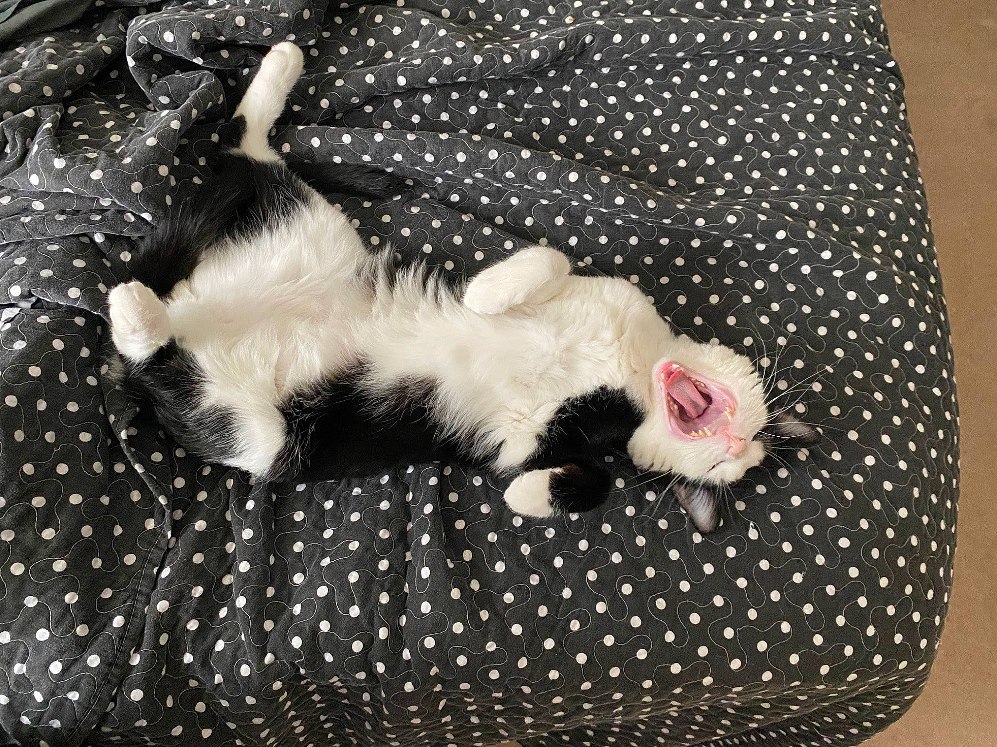 Friday is registered to the contest to win money with this photo: carnivore, cat, cat_supply, claw, comfort, domestic_short_haired_cat, fawn, felidae, fur, linens, nap, pattern, paw, plaid, small_to_medium_sized_cats, tail, textile, whiskers