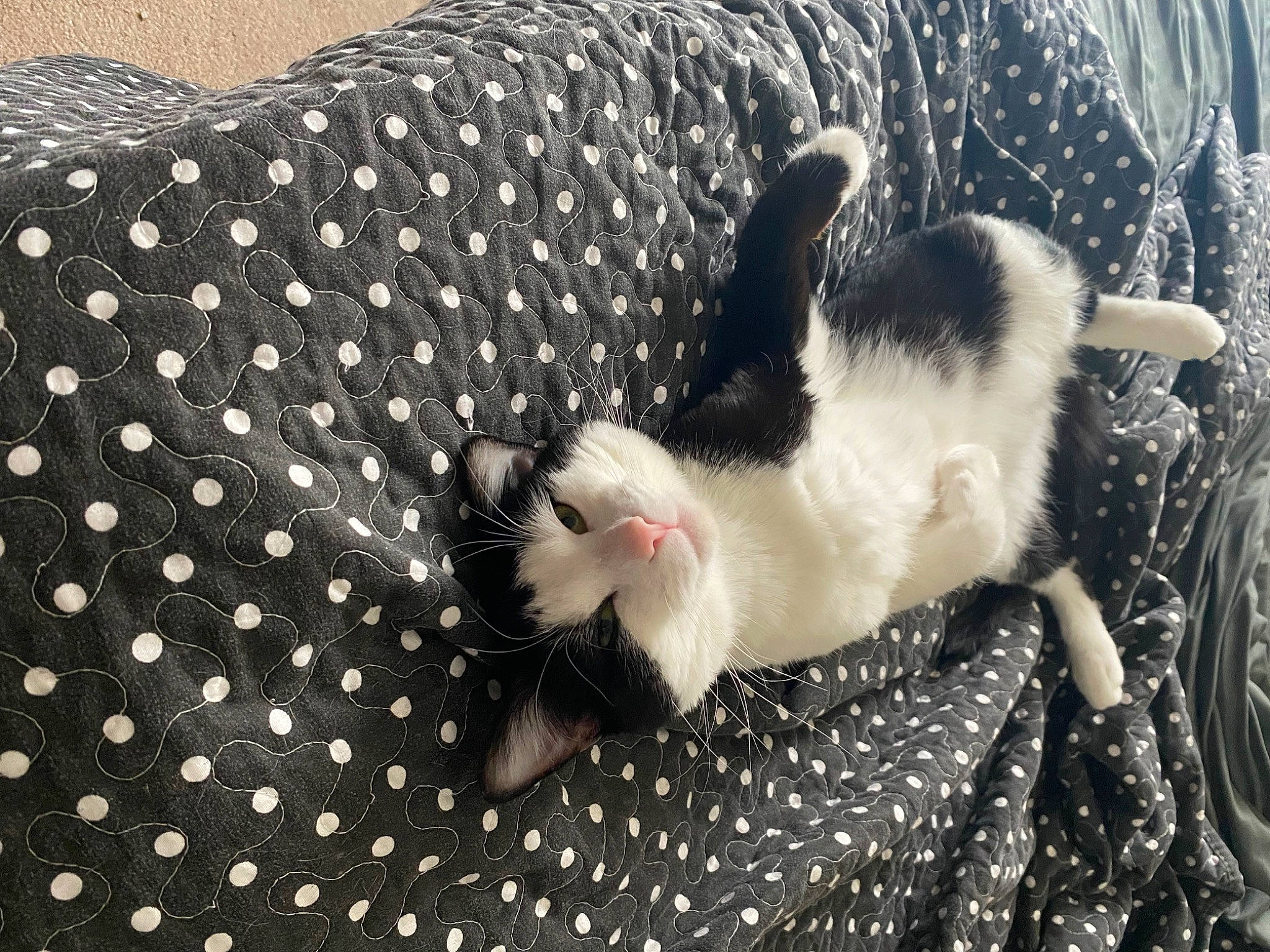 Friday joined the competition — help win amazing prizes! carnivore, cat, claw, comfort, domestic_short_haired_cat, felidae, foot, fur, grey, monochrome_photography, nap, pattern, paw, sleep, small_to_medium_sized_cats, snout, tail, terrestrial_animal, tree, whiskers