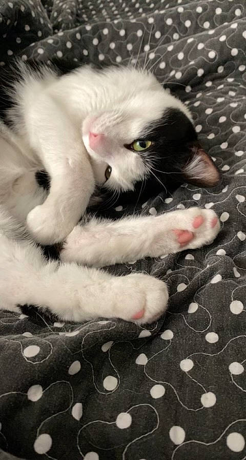 Friday joined the competition — help win amazing prizes! carnivore, cat, claw, comfort, domestic_short_haired_cat, felidae, foot, fur, gesture, nail, pattern, paw, small_to_medium_sized_cats, snout, tail, terrestrial_animal, toe, whiskers, white