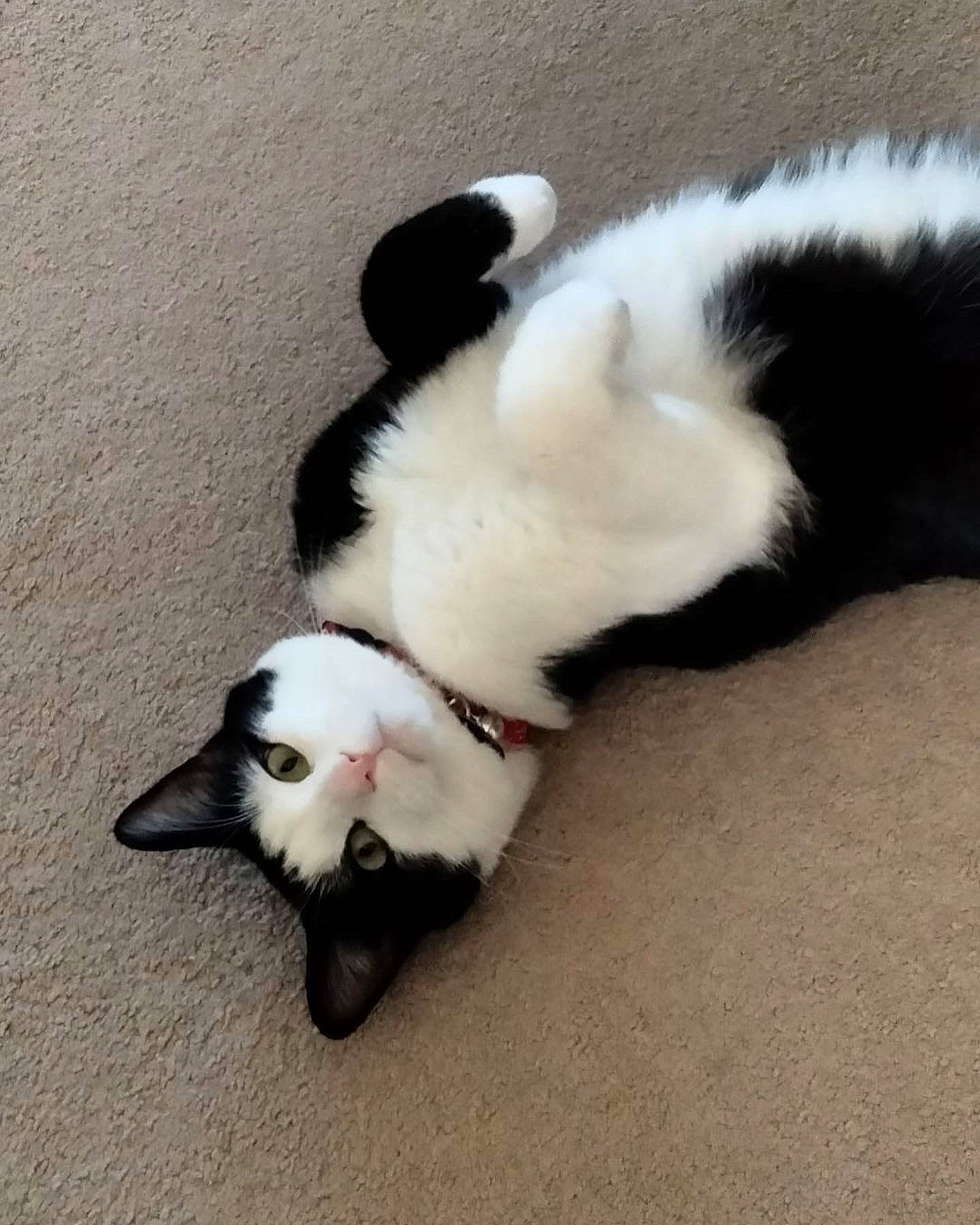 Friday is registered to the contest to win money with this photo: carnivore, cat, claw, comfort, companion_dog, dog_breed, domestic_short_haired_cat, felidae, flooring, foot, fur, paw, shadow, small_to_medium_sized_cats, snout, tail, terrestrial_animal, whiskers