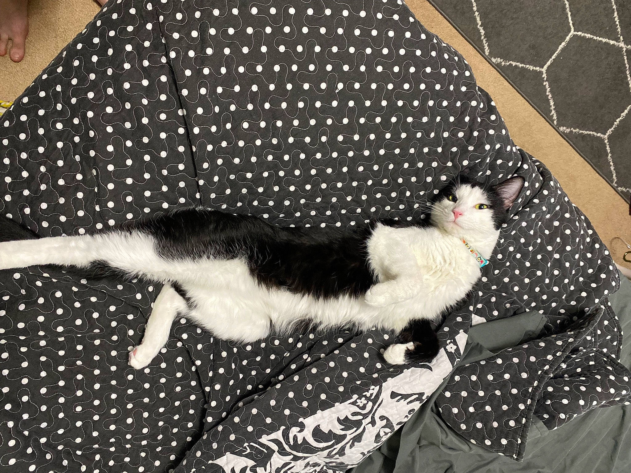 Friday joined the competition — help win amazing prizes! black, canidae, carnivore, cat, comfort, couch, domestic_short_haired_cat, felidae, fur, linens, mammal, mesh, pattern, paw, small_to_medium_sized_cats, tail, textile, vertebrate, whiskers, white