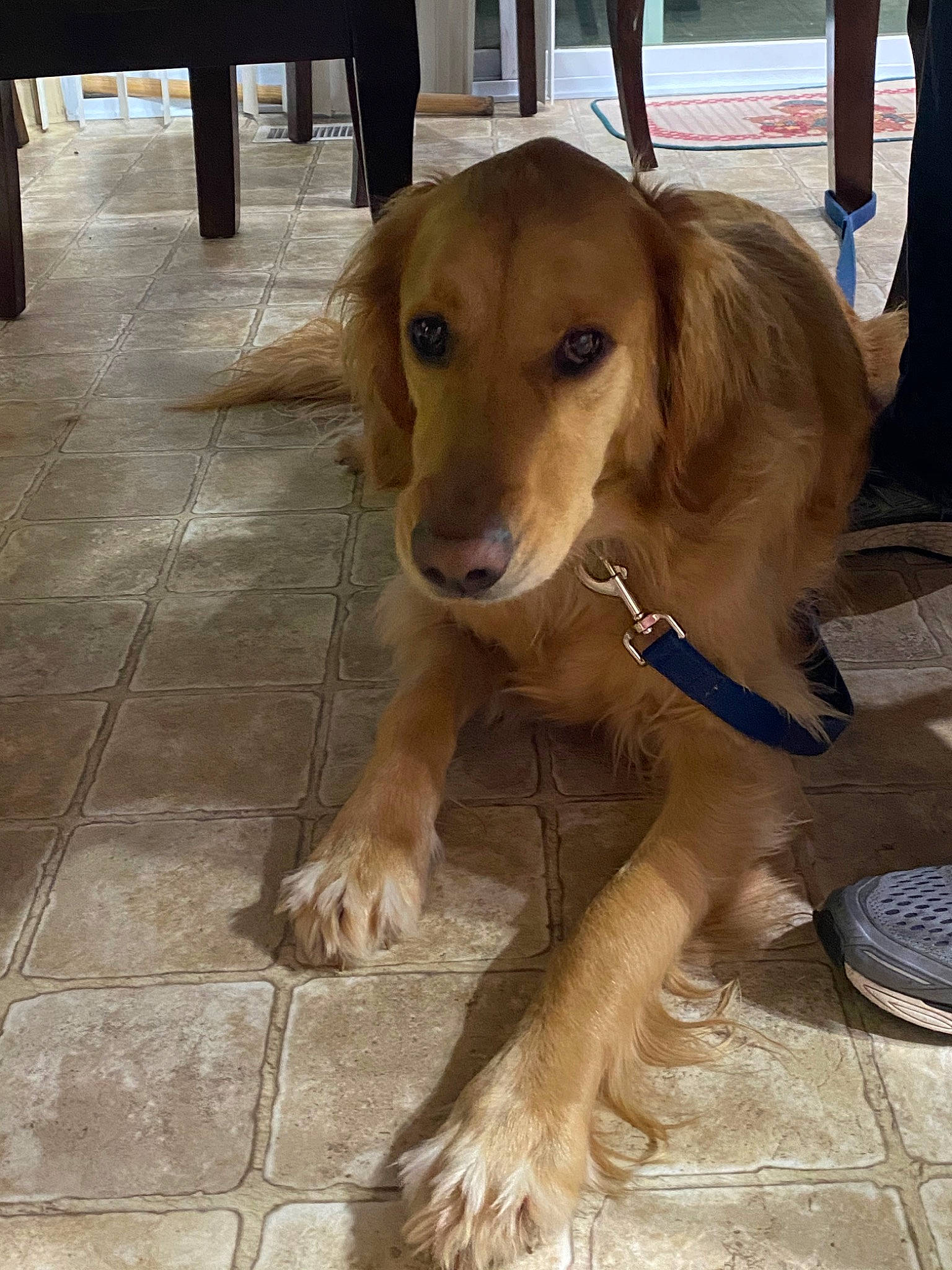 Reggie is registered to the contest to win money with this photo: beagador, canidae, carnivore, companion_dog, dog, dog_breed, fawn, golden_retriever, mammal, nova_scotia_duck_tolling_retriever, retriever, small_greek_domestic_dog, snout, sporting_group, street_dog, vertebrate