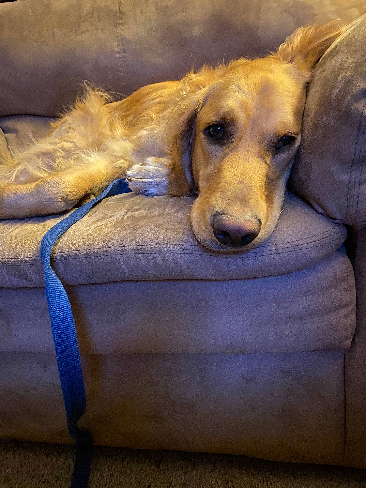 Reggie joined the competition — help win amazing prizes! afghan_hound, borzoi, canidae, carnivore, companion_dog, dog, dog_bed, dog_breed, fawn, golden_retriever, lurcher, mammal, retriever, saluki, silken_windhound, snout, sporting_group, vertebrate