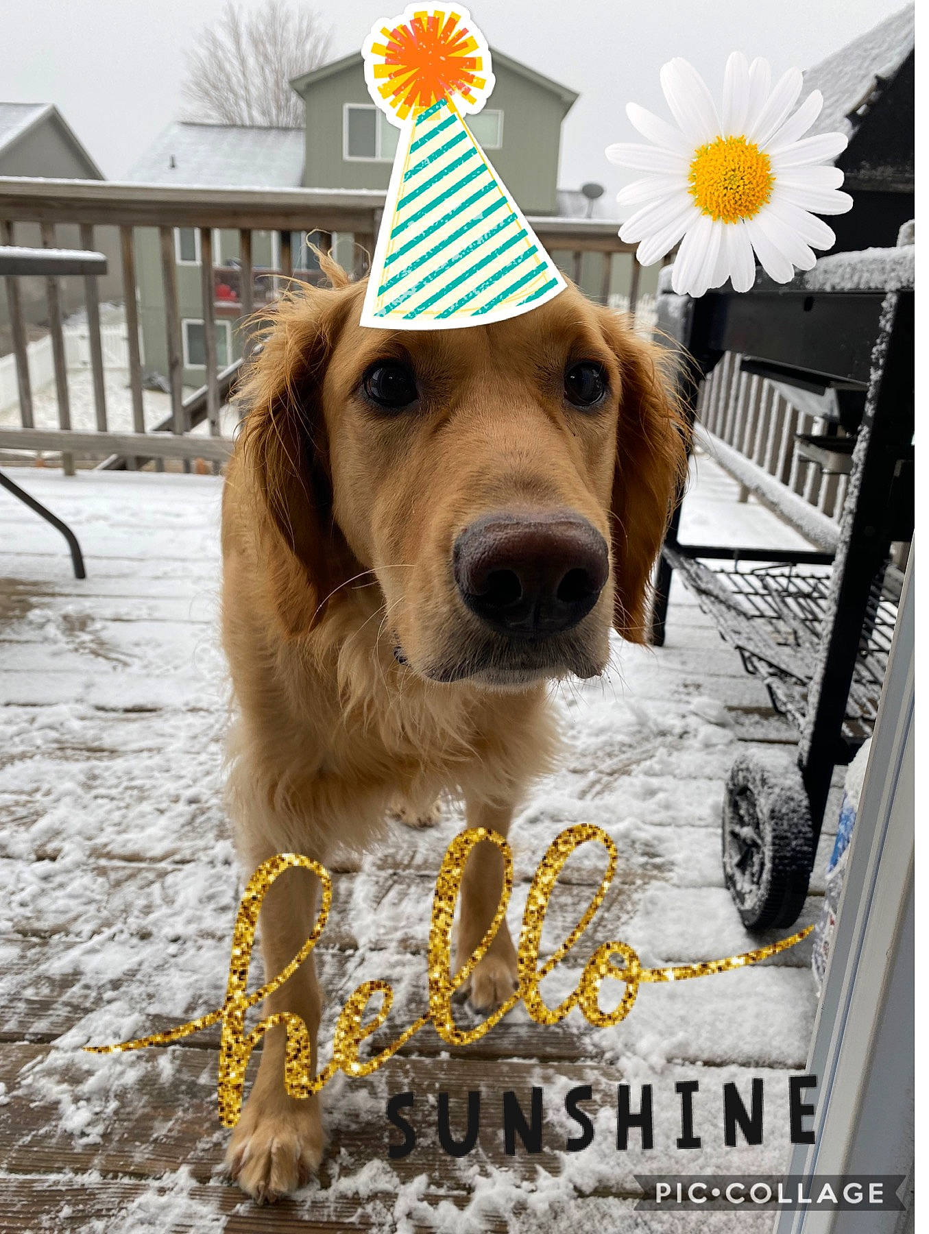 Reggie is registered to the contest to win money with this photo: canidae, carnivore, companion_dog, dog, dog_breed, golden_retriever, mammal, puppy, rare_breed_dog, retriever, snout, sporting_group