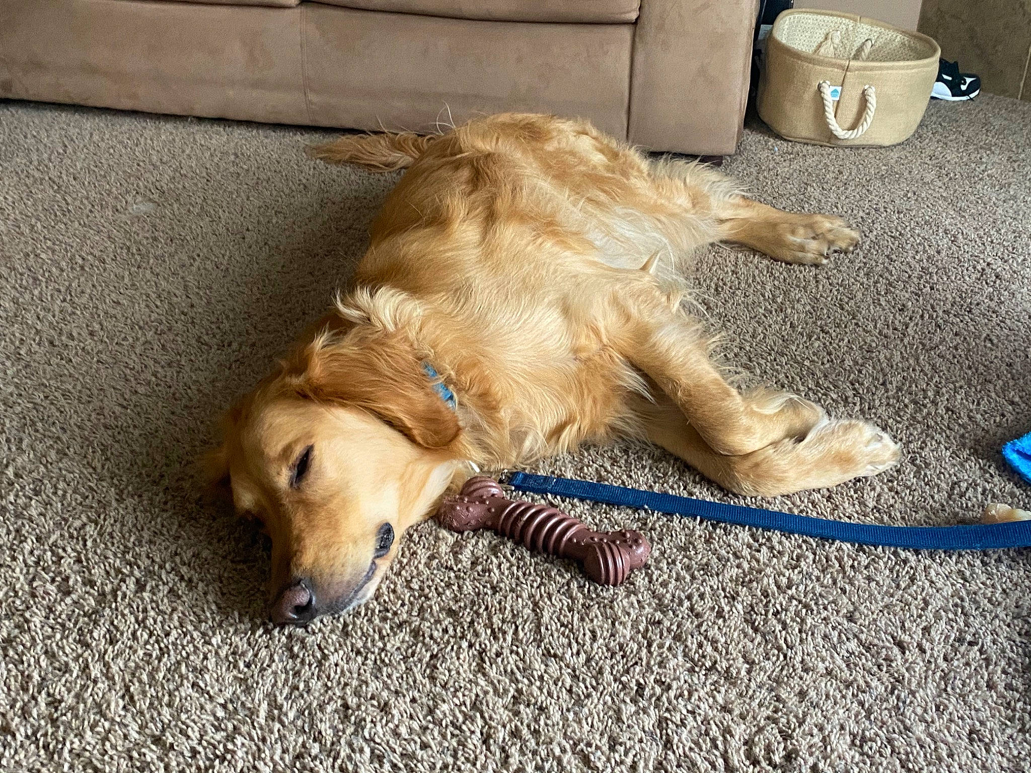 Reggie is registered to the contest to win money with this photo: canidae, carnivore, companion_dog, dog, dog_breed, dog_toy, fawn, floor, flooring, golden_retriever, hovawart, mammal, paw, puppy, retriever, small_greek_domestic_dog, snout, sporting_group