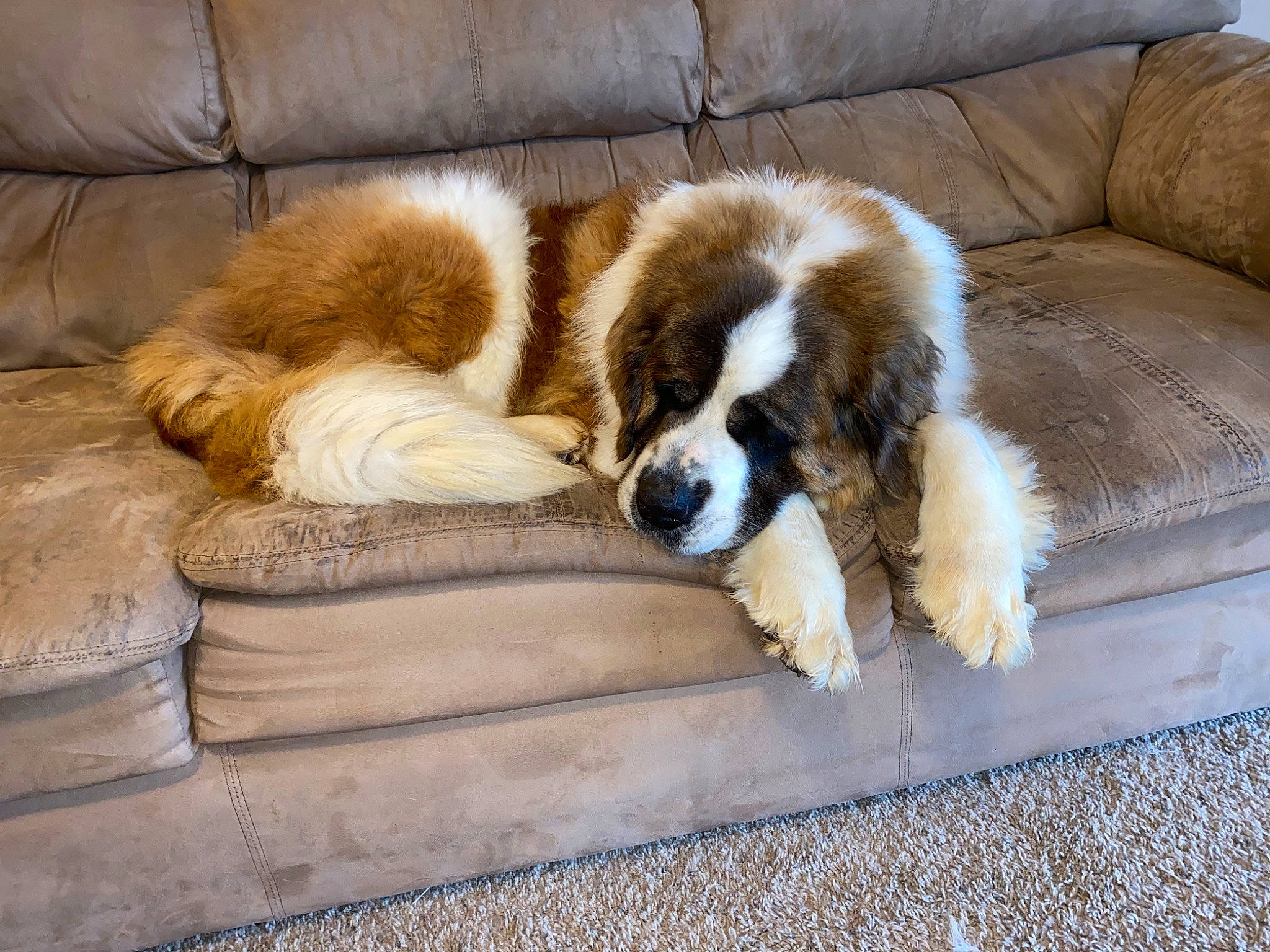 Molly joined the competition — help win amazing prizes! ancient_dog_breeds, canidae, carnivore, companion_dog, dog, dog_breed, giant_dog_breed, mammal, moscow_watchdog, sporting_group, st_bernard, vertebrate