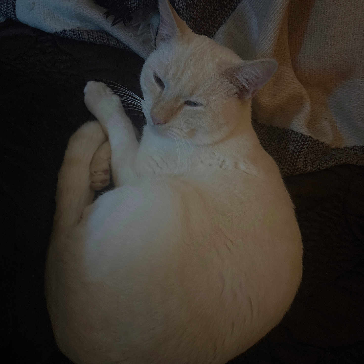 Simba participe au concours pour gagner de l'argent avec cette photo : animal, blanket, cat, companion, cozy, curled_up, cute, ears, feline, fur, home, indoor, pet, quiet, relaxed, resting, sleepy, soft, whiskers, white_cat