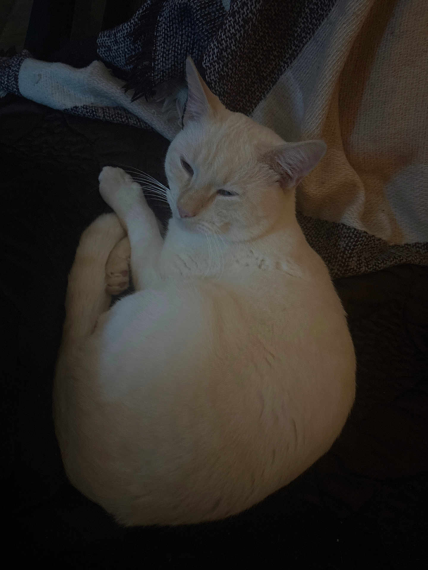 Simba participe au concours pour gagner de l'argent avec cette photo : cat, white_cat, pet, animal, sleepy, cozy, blanket, indoor, resting, fur, whiskers, ears, cute, relaxed, curled_up, feline, soft, quiet, companion, home