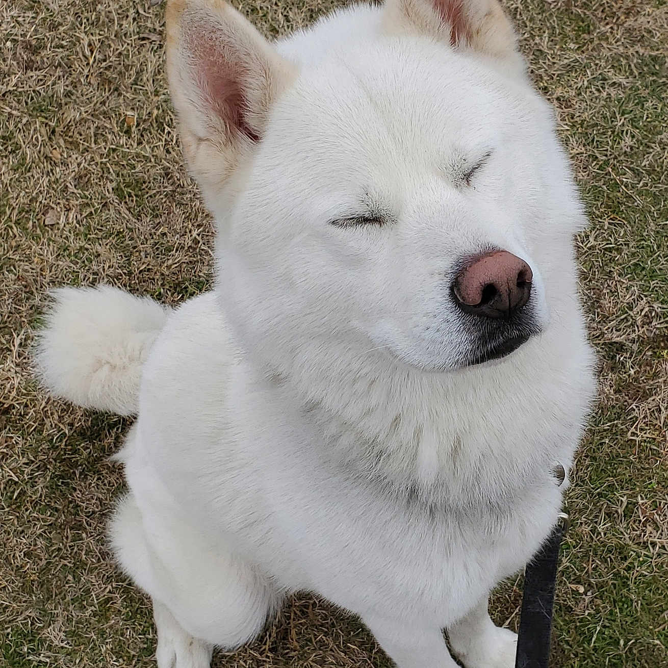 Gus joined the competition — help win amazing prizes! accessories, animal, bodypart, canine, dog, eskimodog, grass, husky, lawn, leash, mouth, person, pet, plant, puppy, sleeping, strap, tongue, white, whitedog