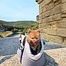Moka participe au concours pour gagner de l'argent avec cette photo : dog, puppy, carrier_bag, outdoor, stone_ledge, river, greenery, hill, sky, sunny, happy, pet, small_dog, tongue_out, nature, scenic, travel, cute, canine, daytime