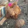 Moka a rejoint le concours — aidez-le/la à gagner de superbes lots ! dog, sleeping, flower, harness, gravel, seed_pod, outdoor, pet, brown_fur, close_up, nature, relaxing, animal, flower_petals, daylight, paw, nose, ear, ground, chair_legs