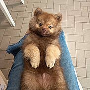 Moka participe au concours pour gagner de l'argent avec cette photo : puppy, dog, pet, fluffy, cute, lap, indoor, floor, tile, brown, fur, small, young, adorable, resting, looking_up, paws, person, jeans, casual