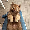 puppy, dog, pet, fluffy, cute, lap, indoor, floor, tile, brown, fur, small, young, adorable, resting, looking_up, paws, person, jeans, casual