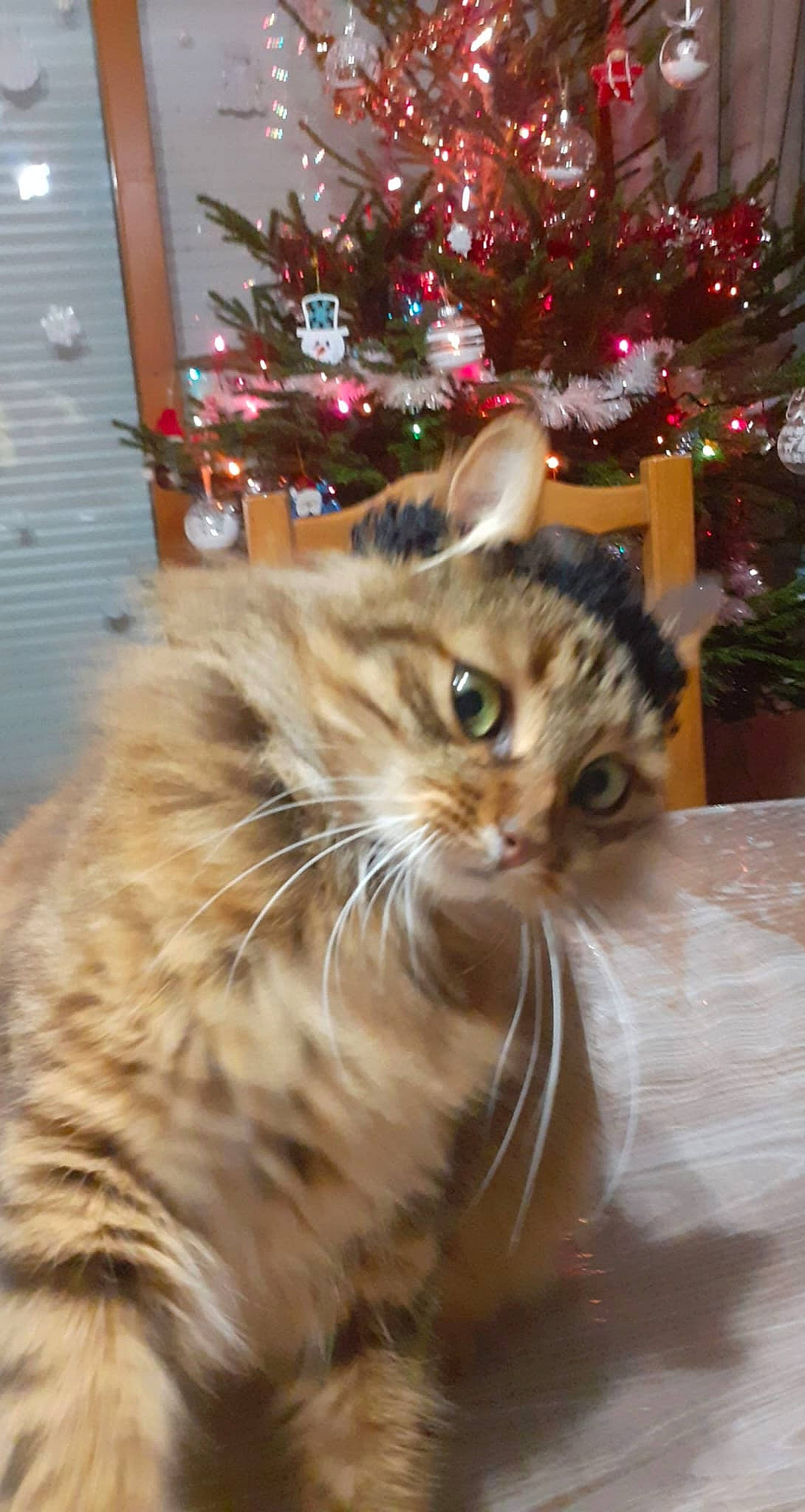 Rouky participe au concours pour gagner de l'argent avec cette photo : carnivore, cat, christmas, christmas_decoration, christmas_eve, christmas_ornament, christmas_tree, conifer, domestic_short_haired_cat, event, fawn, felidae, fur, holiday, holiday_ornament, ornament, small_to_medium_sized_cats, tail, whiskers, wood