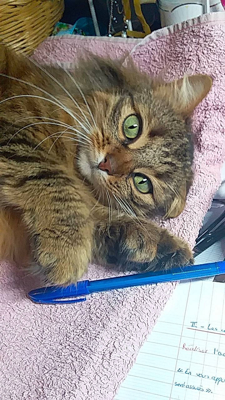 Rouky a rejoint le concours — aidez-le/la à gagner de superbes lots ! carnivore, cat, claw, domestic_short_haired_cat, electric_blue, fawn, felidae, fur, handwriting, office_supplies, paw, small_to_medium_sized_cats, snout, tail, terrestrial_animal, whiskers