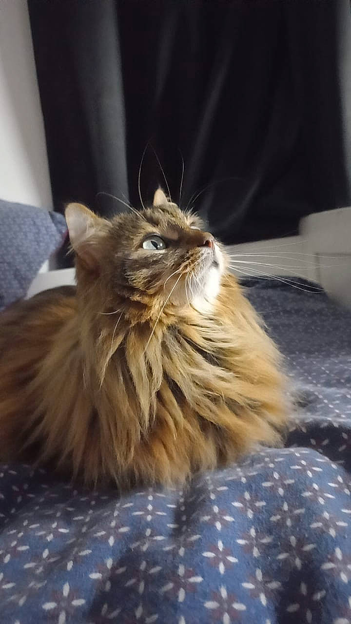 Rouky a rejoint le concours — aidez-le/la à gagner de superbes lots ! carnivore, cat, claw, comfort, fawn, felidae, flooring, fur, maine_coon, pattern, paw, persian, plaid, small_to_medium_sized_cats, snout, tail, tartan, terrestrial_animal, whiskers, wood