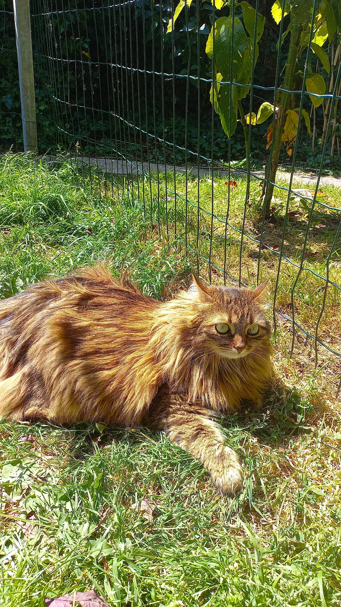 Rouky participe au concours pour gagner de l'argent avec cette photo : carnivore, cat, dog_breed, fawn, felidae, fence, fur, garden, grass, home_fencing, liver, mesh, plant, small_to_medium_sized_cats, snout, tail, terrestrial_animal, whiskers, wildlife, wire_fencing