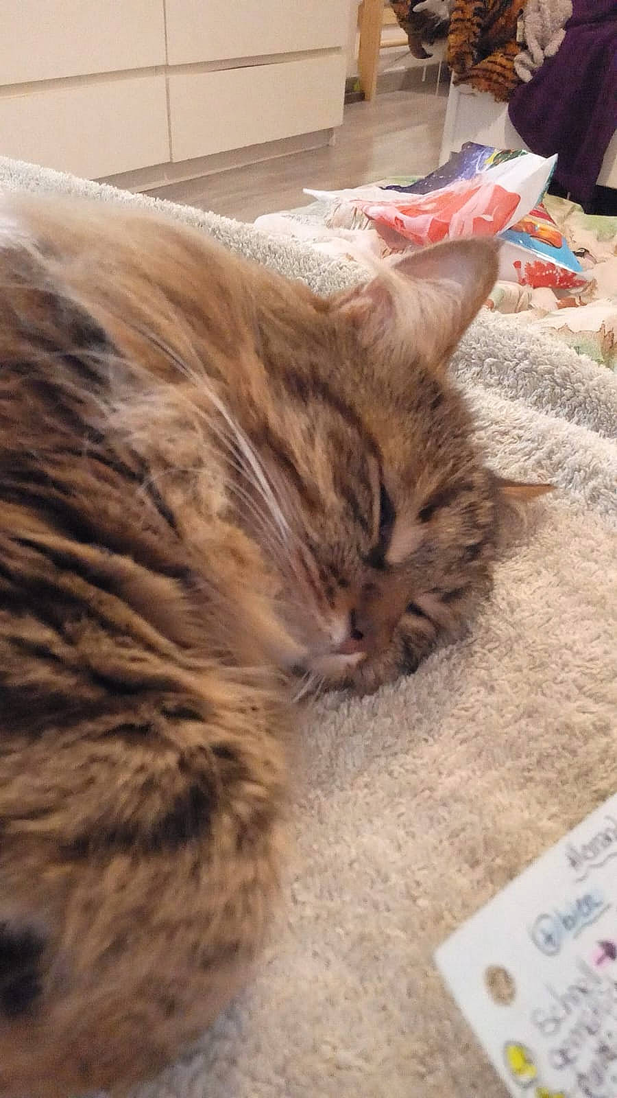 Rouky participe au concours pour gagner de l'argent avec cette photo : carnivore, cat, claw, comfort, domestic_short_haired_cat, fawn, felidae, flooring, fur, linens, nap, paw, plastic_bag, sleep, small_to_medium_sized_cats, snout, tail, terrestrial_animal, whiskers, wood