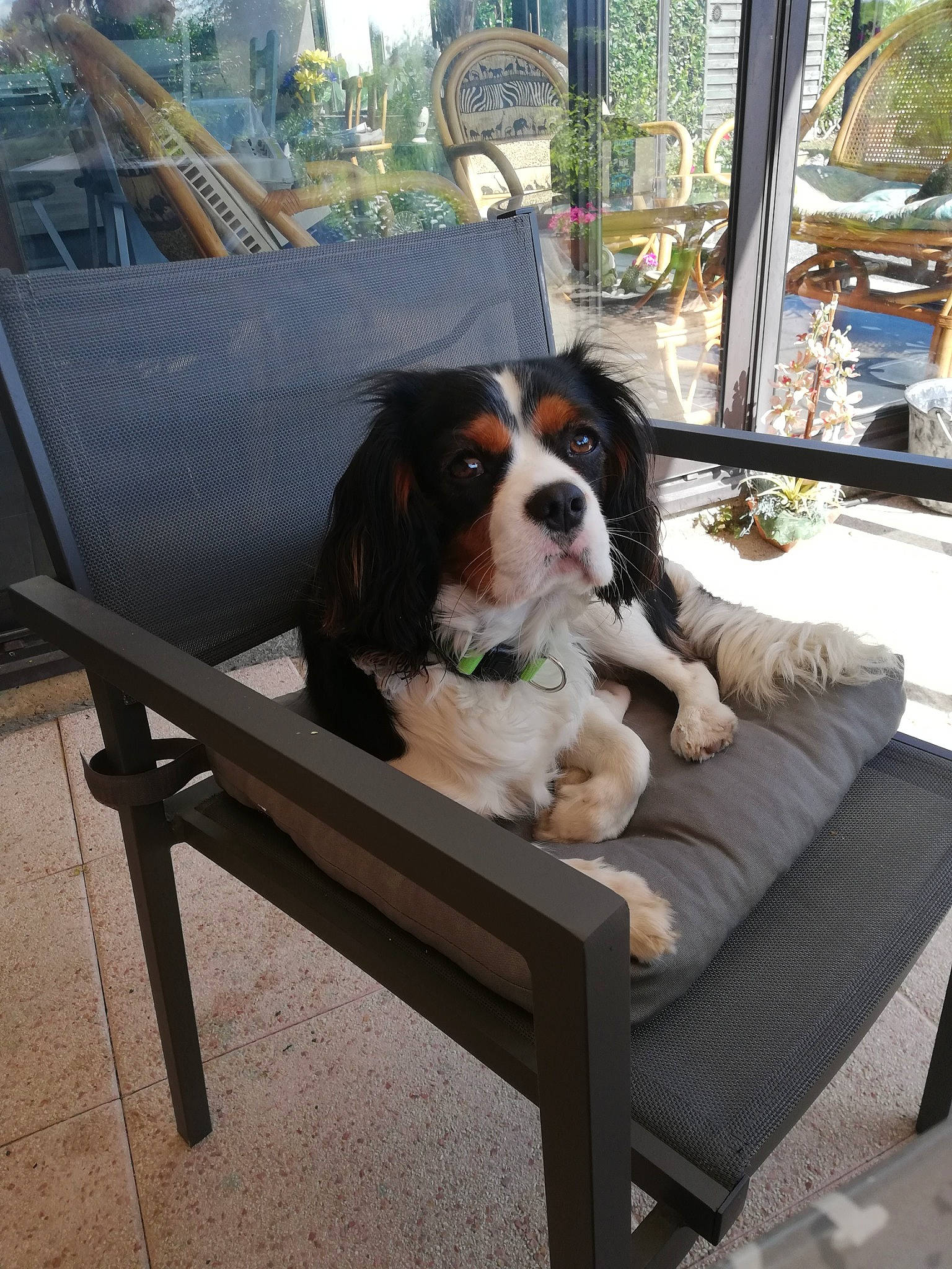 Ostyn a rejoint le concours — aidez-le/la à gagner de superbes lots ! bernese_mountain_dog, canidae, carnivore, cavalier_king_charles_spaniel, companion_dog, dog, dog_breed, fawn, king_charles_spaniel, spaniel, sporting_group, toy_dog