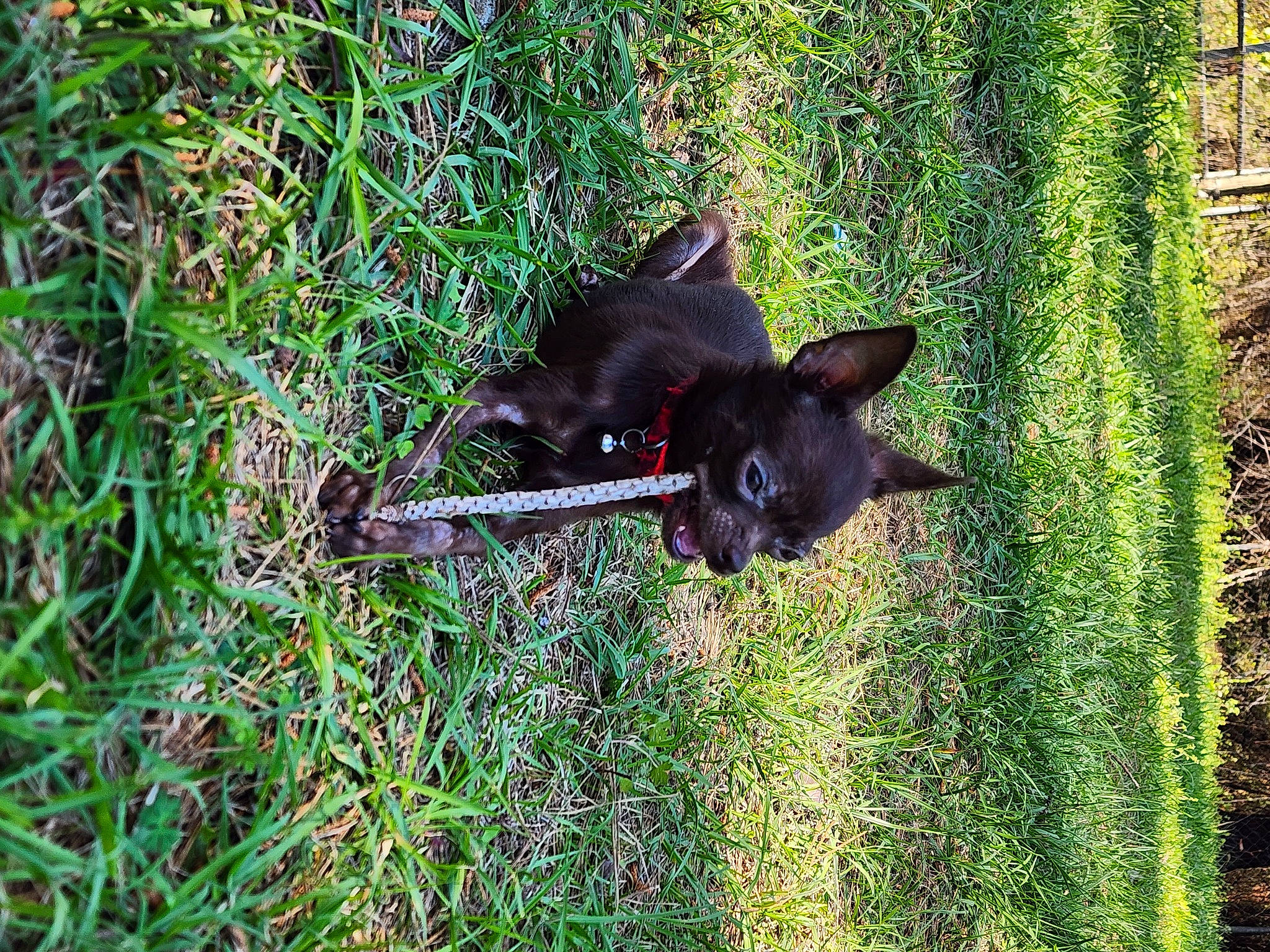 Taz is registered to the contest to win money with this photo: canidae, carnivore, dog, dog_breed, grass, groundcover, pet_supply, plant, sporting_group, tail, terrestrial_animal, terrestrial_plant, working_animal