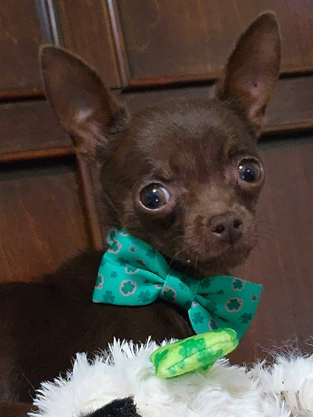 Taz joined the competition — help win amazing prizes! canidae, carnivore, chihuahua, companion_dog, dog, dog_breed, dog_supply, ear, fawn, fur, grass, liver, pet_supply, snout, sporting_group, terrestrial_animal, toy_dog, whiskers, wood, working_animal