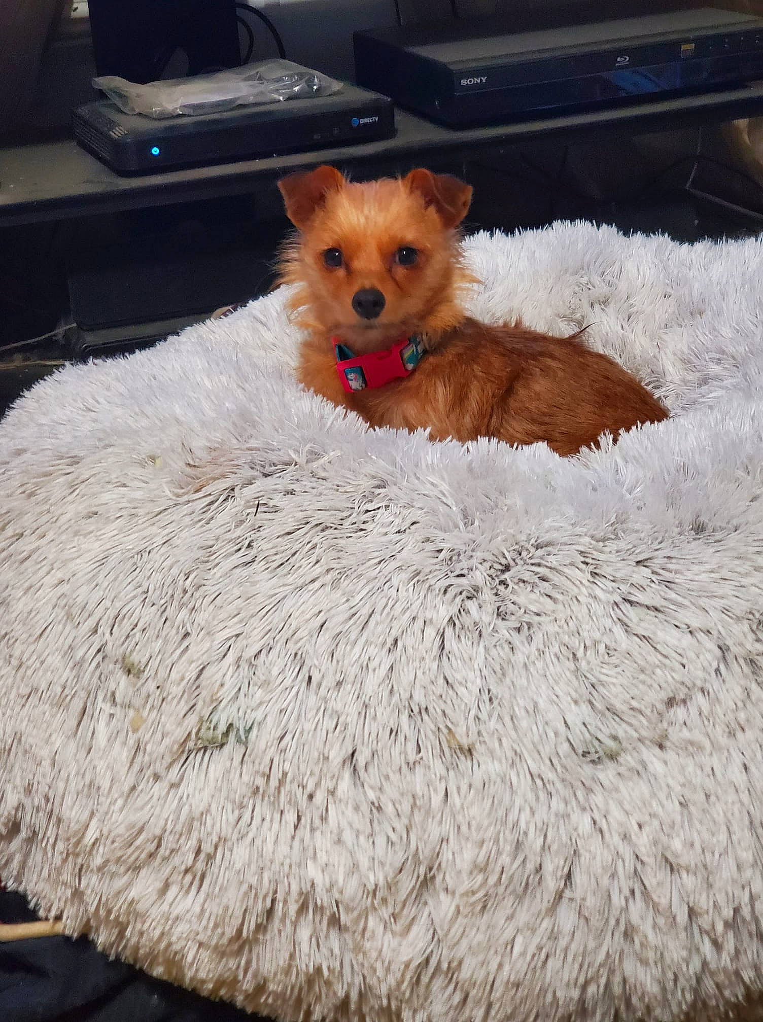 Sadie Mae joined the competition — help win amazing prizes! bed, canidae, carnivore, collar, comfort, companion_dog, couch, dog, dog_breed, fawn, felidae, fur, liver, small_to_medium_sized_cats, snout, sporting_group, tail, terrestrial_animal, whiskers, working_animal