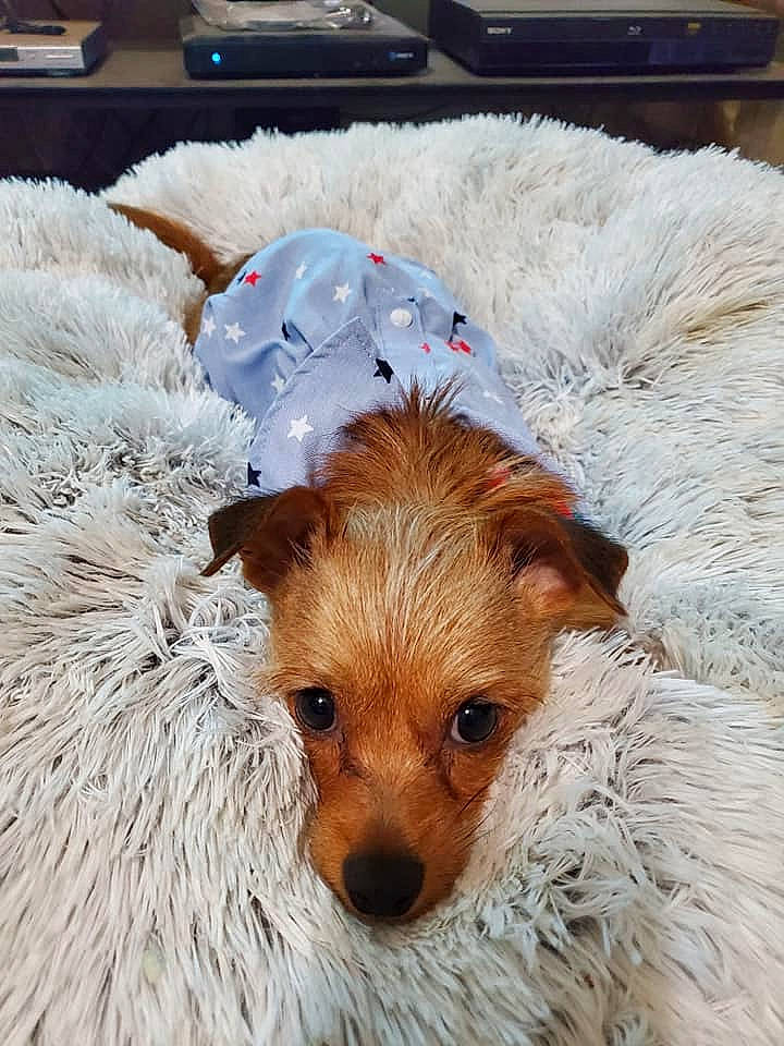 Sadie Mae is registered to the contest to win money with this photo: canidae, carnivore, companion_dog, computer_keyboard, dog, dog_breed, fawn, fur, home_appliance, input_device, liver, snout, spitz, sporting_group, sunglasses, terrestrial_animal, terrier, toy_dog, whiskers, working_animal