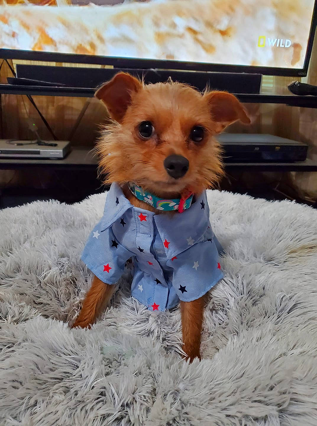 Sadie Mae is registered to the contest to win money with this photo: carnivore, collar, companion_dog, computer_keyboard, costume, dog, dog_breed, dog_clothes, dog_supply, event, fashion_accessory, fawn, fur, home_appliance, pet_supply, snout, sporting_group, toy_dog, whiskers, working_animal