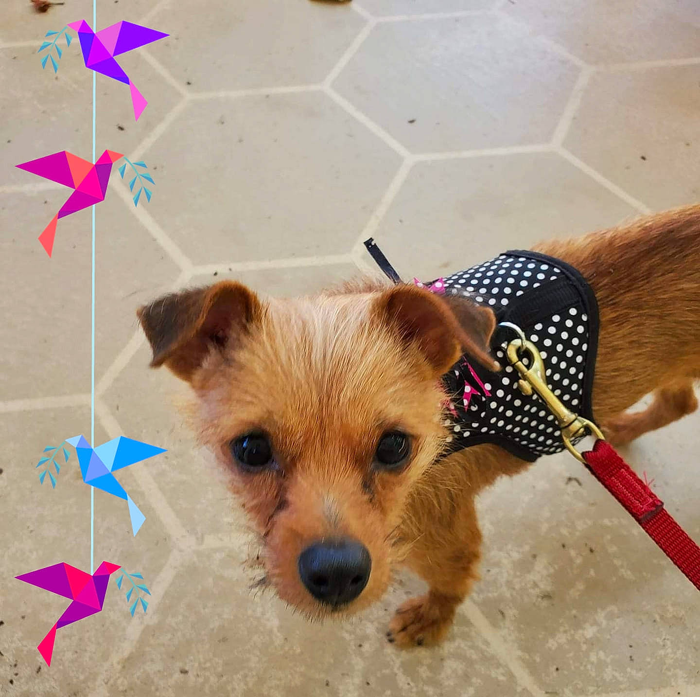 Sadie Mae is registered to the contest to win money with this photo: art, canidae, carnivore, collar, companion_dog, dog, dog_breed, dog_clothes, dog_supply, fashion_accessory, fawn, fur, pattern, pet_supply, snout, sporting_group, terrestrial_animal, toy, toy_dog, working_animal