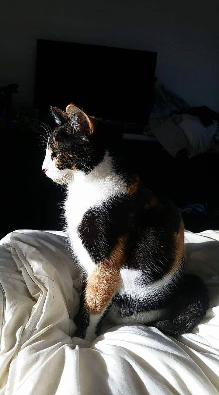 Niagara a rejoint le concours — aidez-le/la à gagner de superbes lots ! carnivore, cat, claw, comfort, domestic_short_haired_cat, felidae, flash_photography, formal_wear, fur, linens, paw, sitting, small_to_medium_sized_cats, snout, tail, tree, whiskers