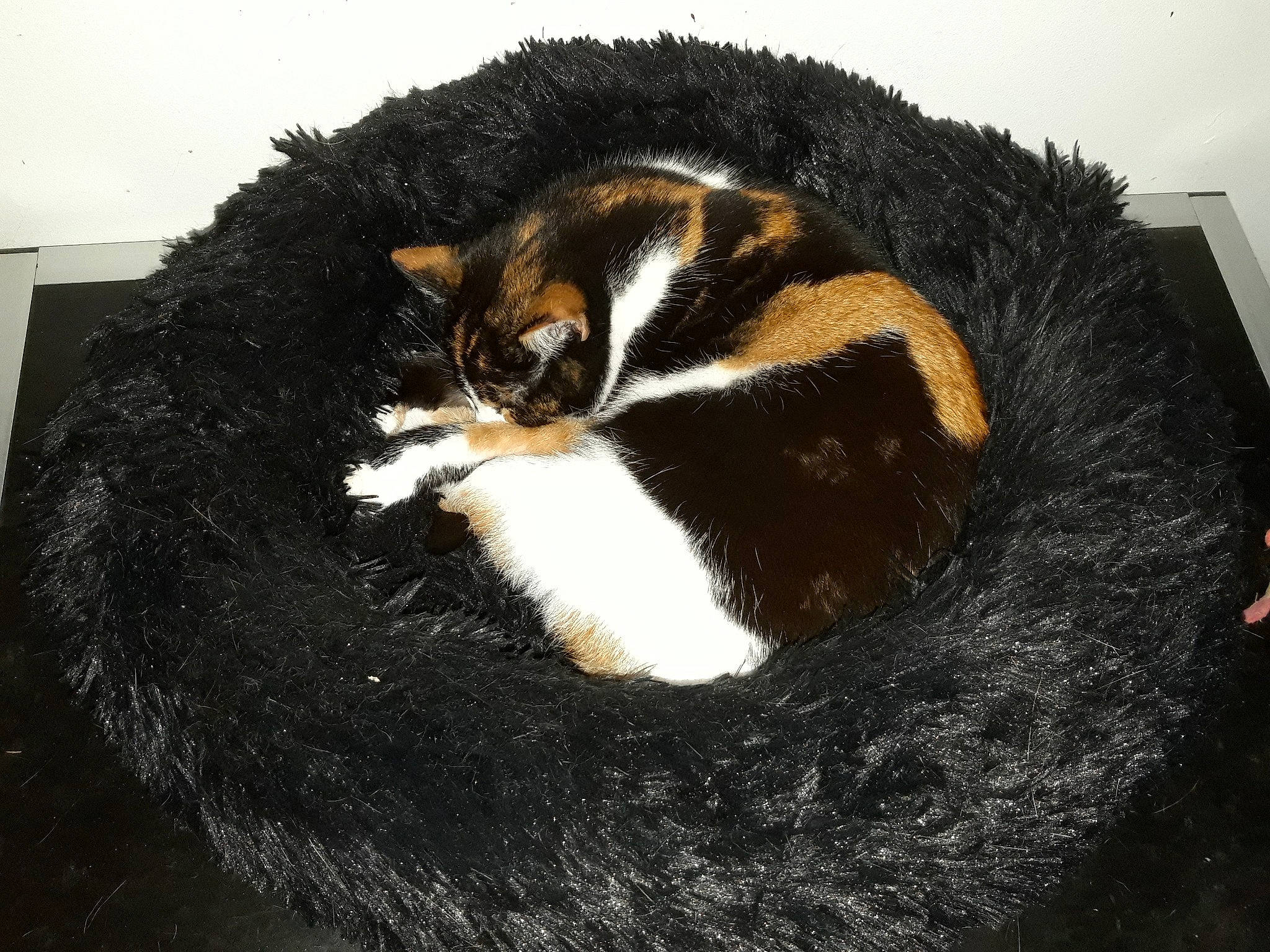 Niagara participe au concours pour gagner de l'argent avec cette photo : carnivore, cat, cat_supply, claw, comfort, domestic_short_haired_cat, ear, felidae, fur, mammal, nap, paw, small_to_medium_sized_cats, snout, tail, terrestrial_animal, thread, whiskers, wool, woolen